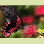«Μια ωραία πεταλούδα» στο Μουσείο Γουλανδρή Φυσικής Ιστορίας